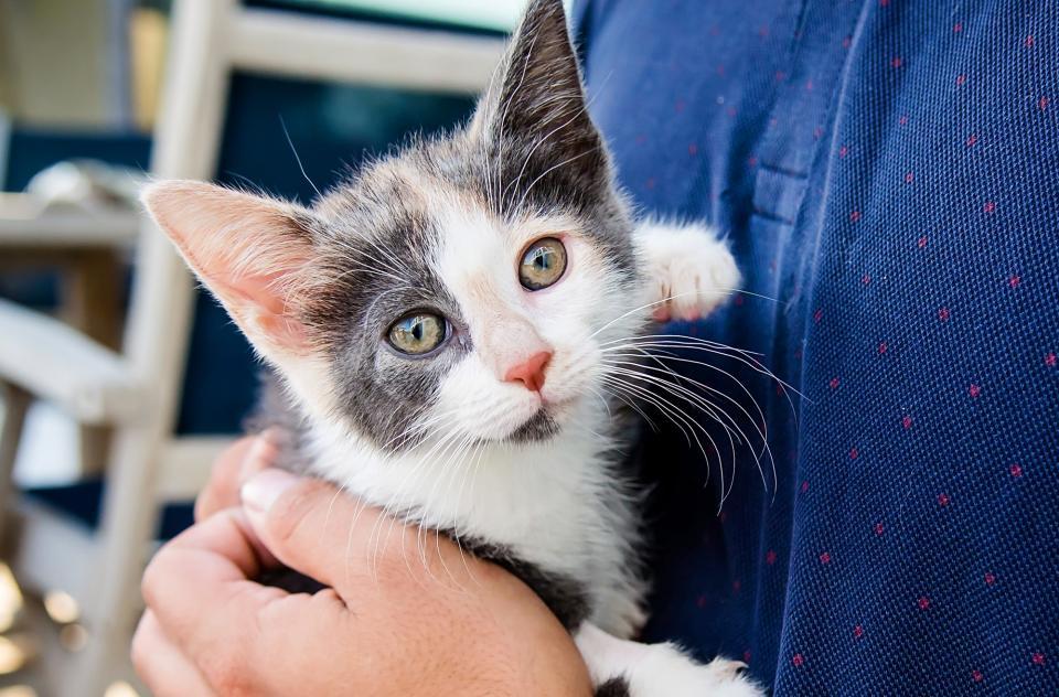 Grey and white kitten being held