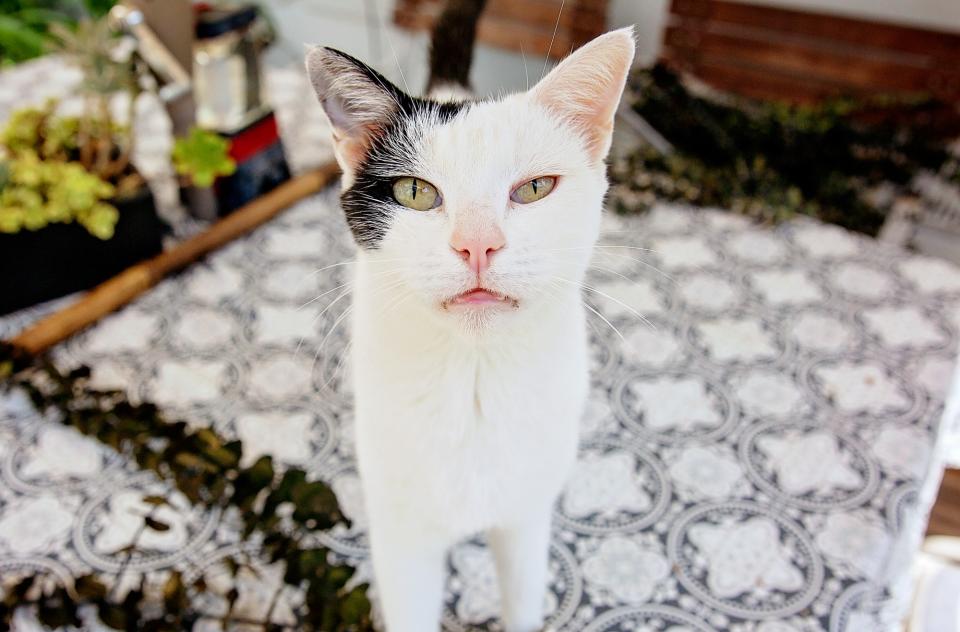 white cat with black outdoors on porch table