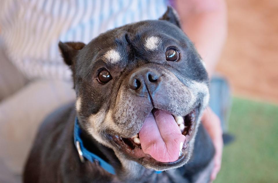 Small black pug-like dog sitting with person