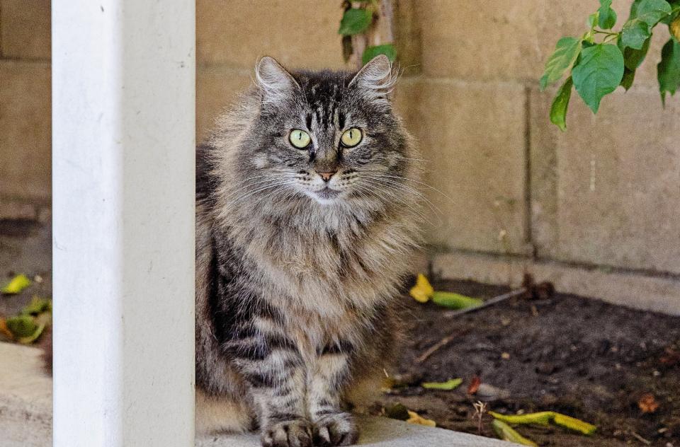 Long haired brown tabby community cat sitting by outdoor wall