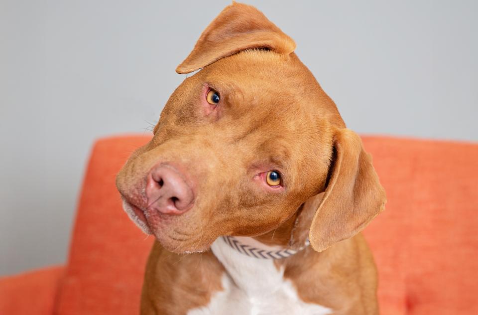 medium size brown and white dog sitting on orange chair