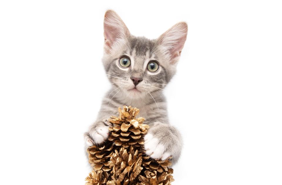 Kitten perched on a holiday decoration made from pine cones