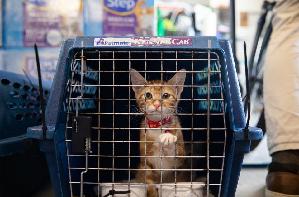 Small kitten reaching its paw out of a crate after being rescued from a flood, looking curious and hopeful.