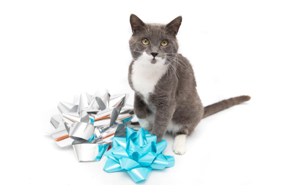 Cat sitting next to giant gift bows