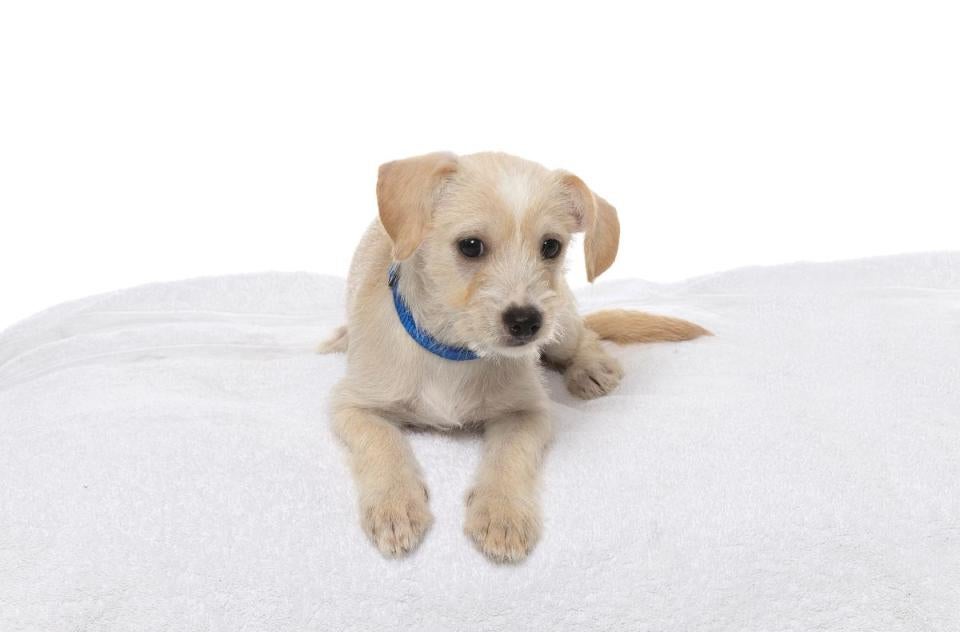 Cute puppy lying on white bed