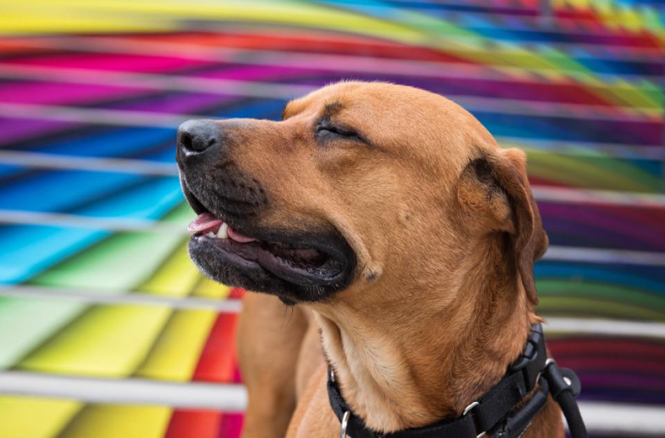 Brown dog with a painted rainbow background