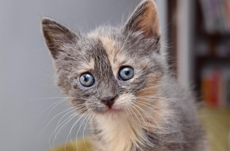 grey tabby kitten in living room