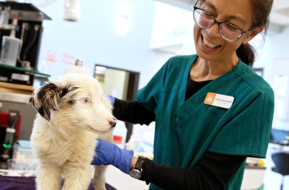 Veterinary tech treating small white dog