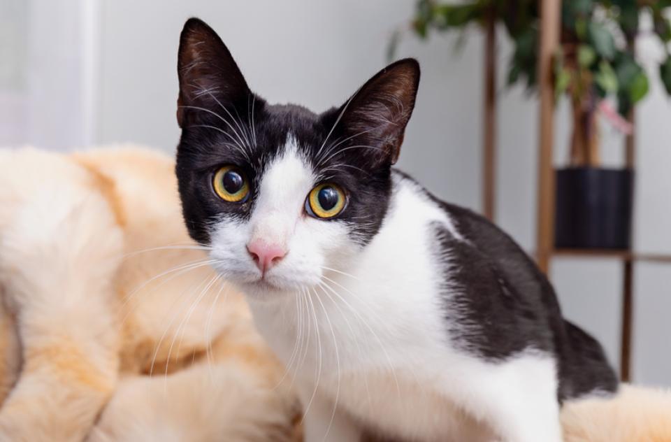 black and white cat sitting on furniture in living room setting