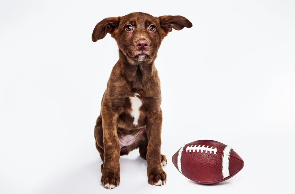 Brown puppy with a football at its feet
