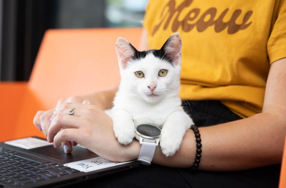 Person working on a laptop with a kitten resting on their arm