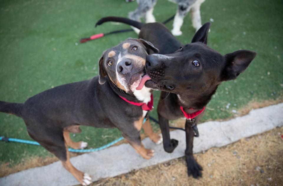 Two dogs playing, with the dog on the right licking the dog on the left's face