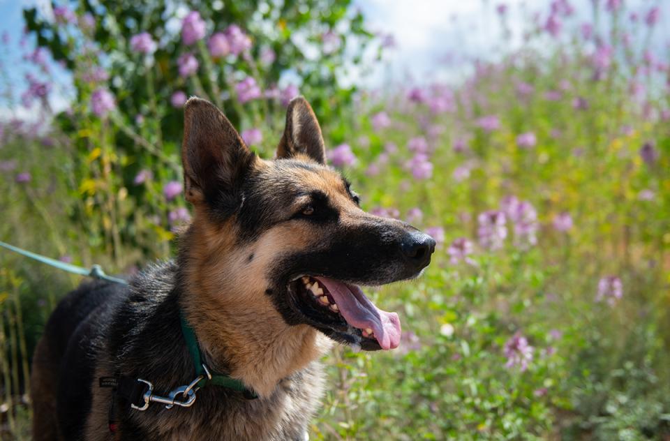Black and brown dog in a field with purple flowers