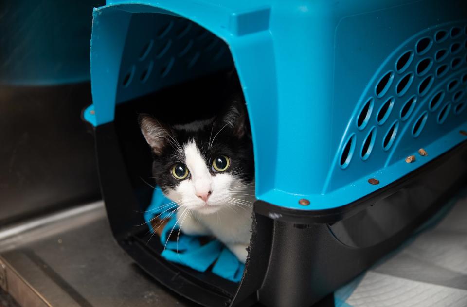 Black and white cat peeking out of a teal and black carrier