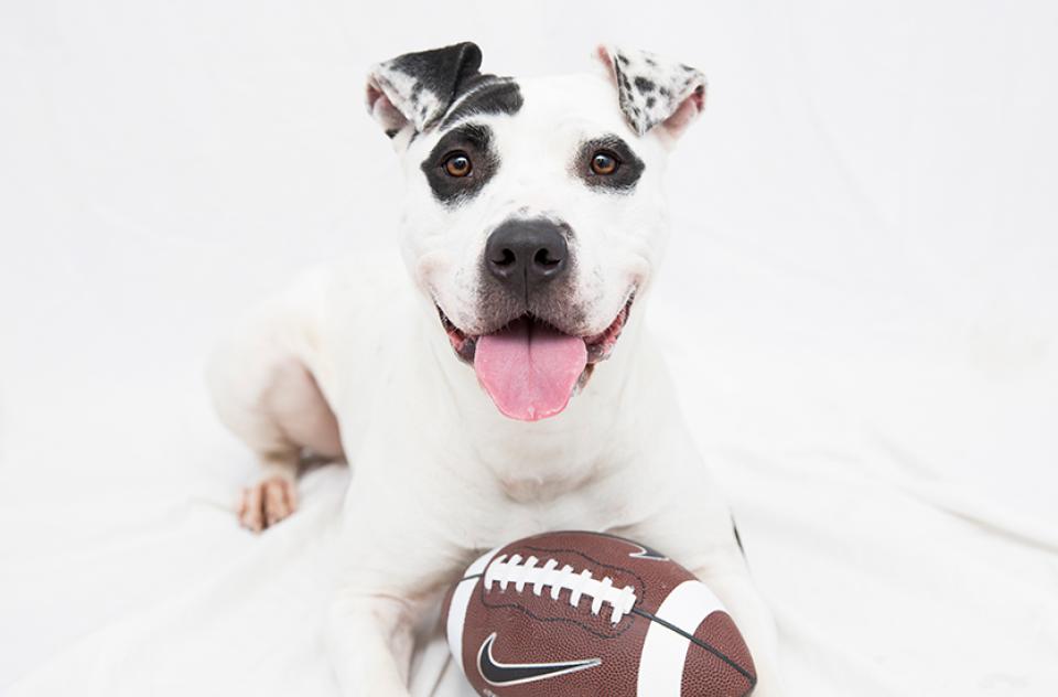 Smiling white and black dog with a stuffed toy football between his front legs