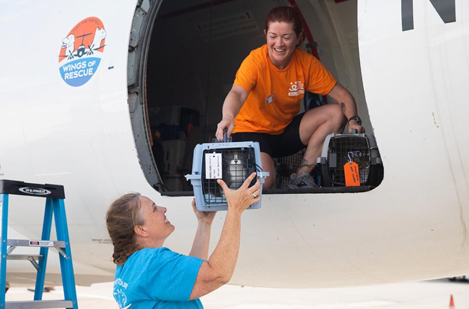 Person handing a cat in a carrier down to another person from a Wings of Rescue transport plane following flooding in Texas