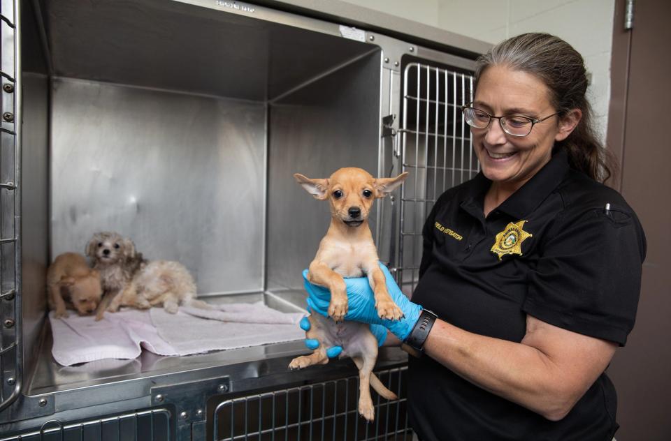 Older woman in uniform holding a chihuahua