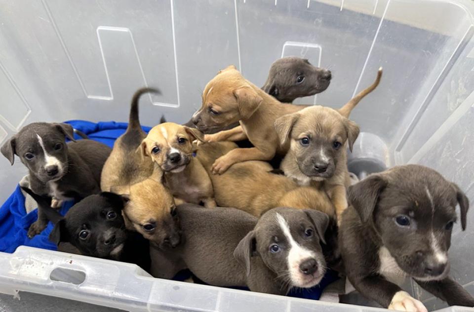 Litter of rescued puppies in a plastic bin