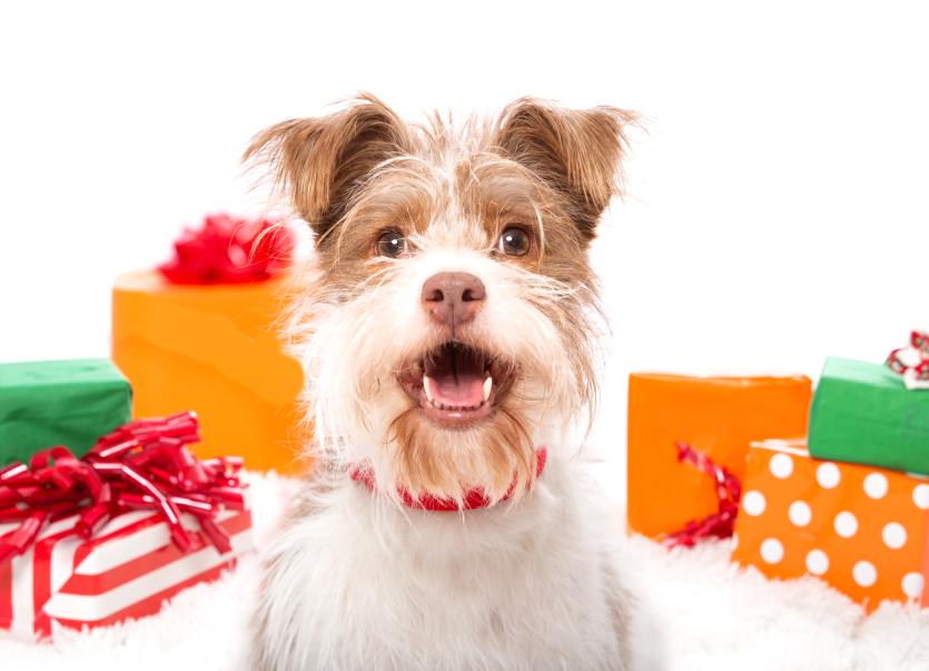 Happy dog surrounded by colorful gift boxes