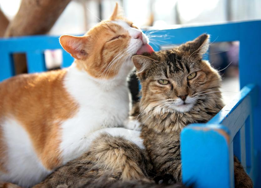 A cat licking another cat on a bench
