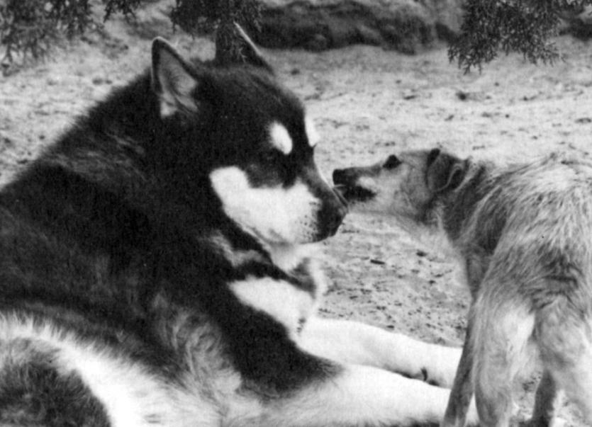 Dogs Amra and Rhonda 