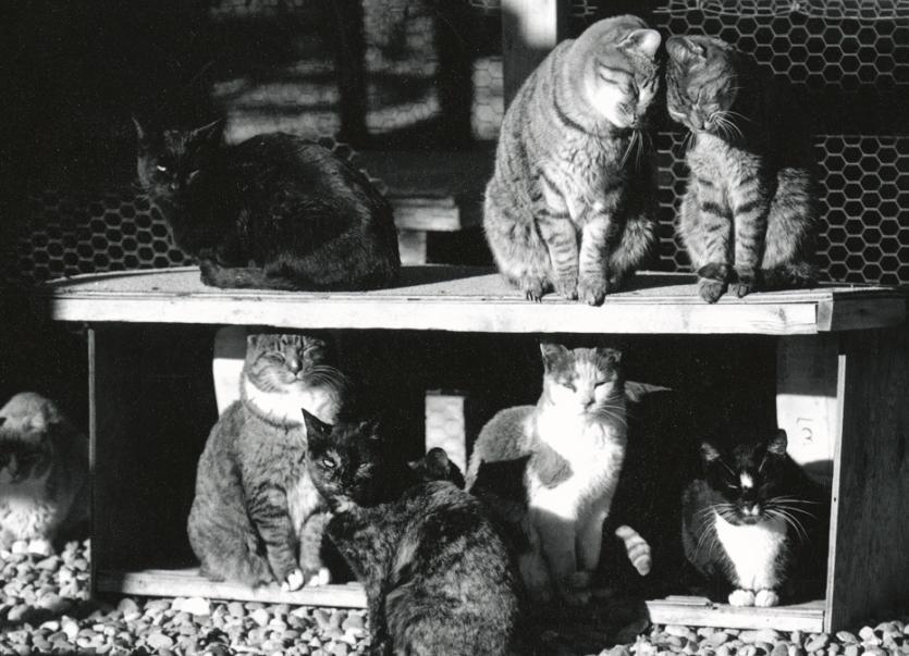Vintage photo of group of cats at Cat World