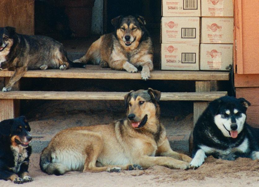 Group of dogs lying together