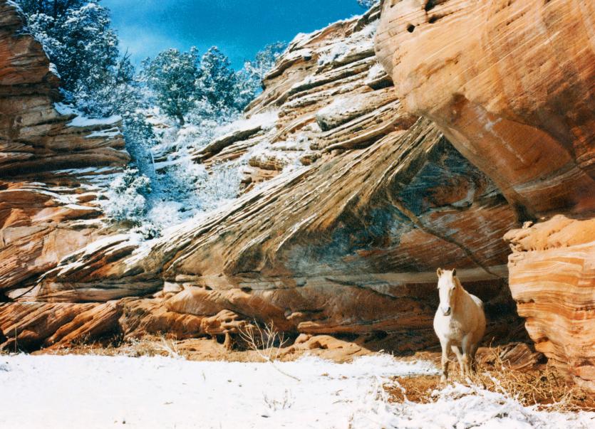White horse in canyon with snow