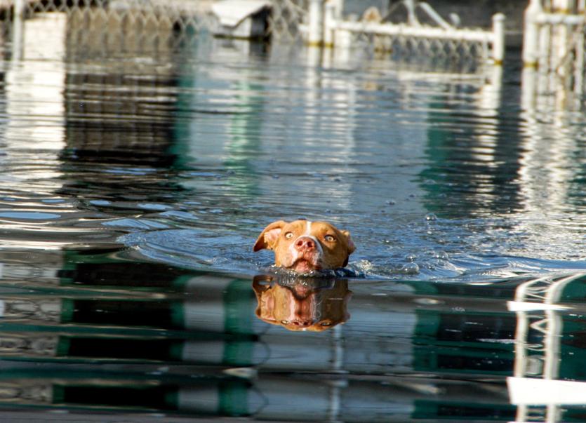 Dog swimming in water to get to boat