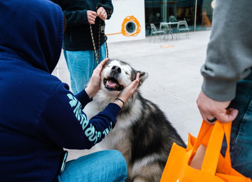 Person affectionately petting the sides of the face of a happy husky-type dog