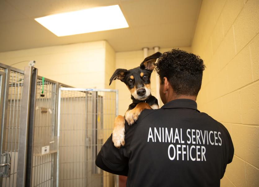 Animal control officer holding a puppy over his shoulder outside some dog kennels