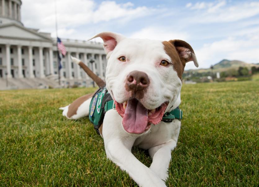 Dog lying on lawn in front of government building