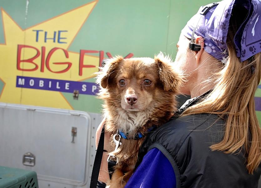 Woman holding small brown dog by mobile clinic vehicle