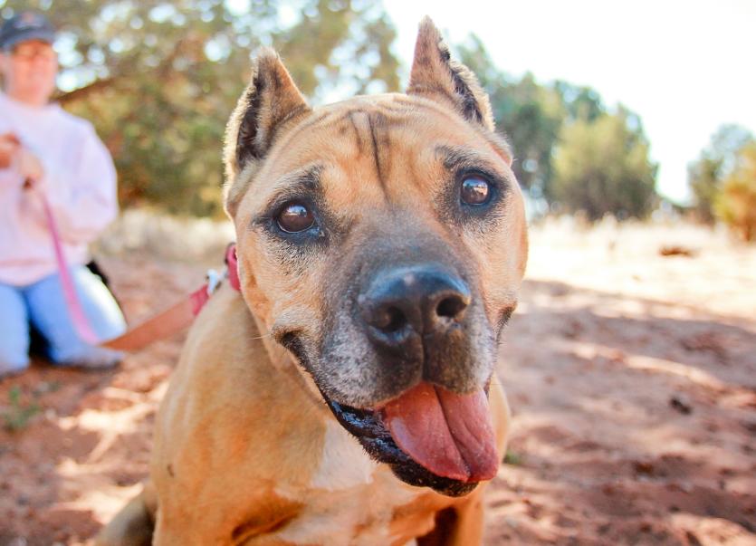 Brown pitbull-type dog