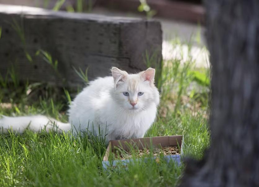 Cat with tipped ear sitting outside in the grass while eating cat food