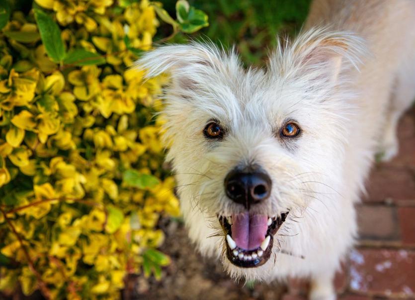 Dog next to yellow flowers looking up