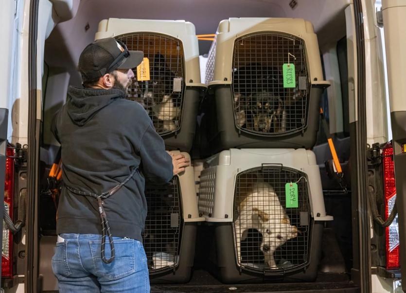 Man transporting dogs in a van
