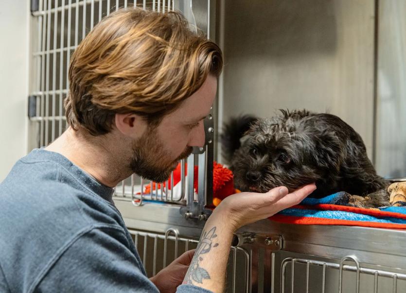 Shelter worker encouraging a scared dog. 