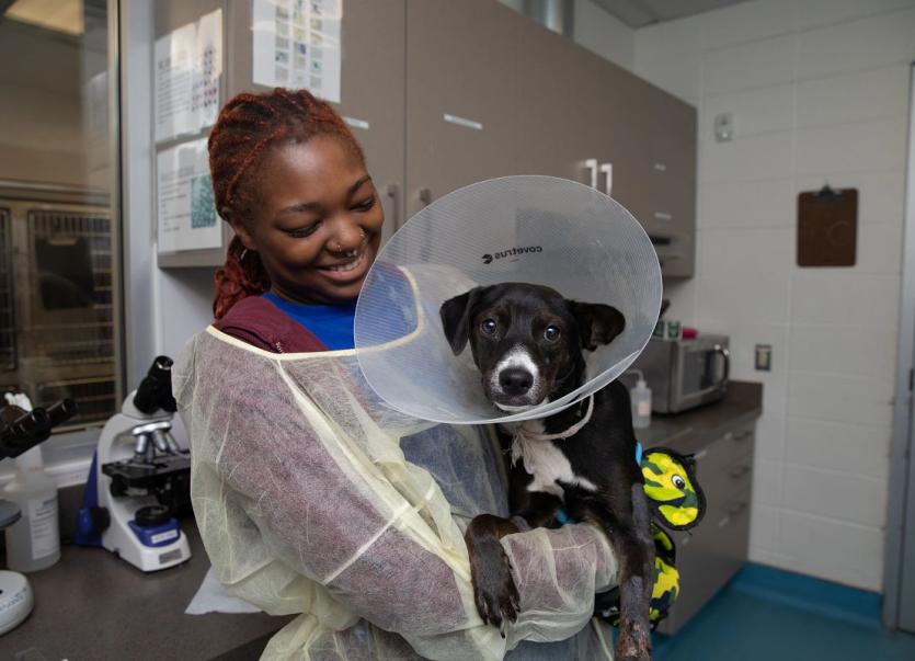 Woman in scrubs holding dog after surgery