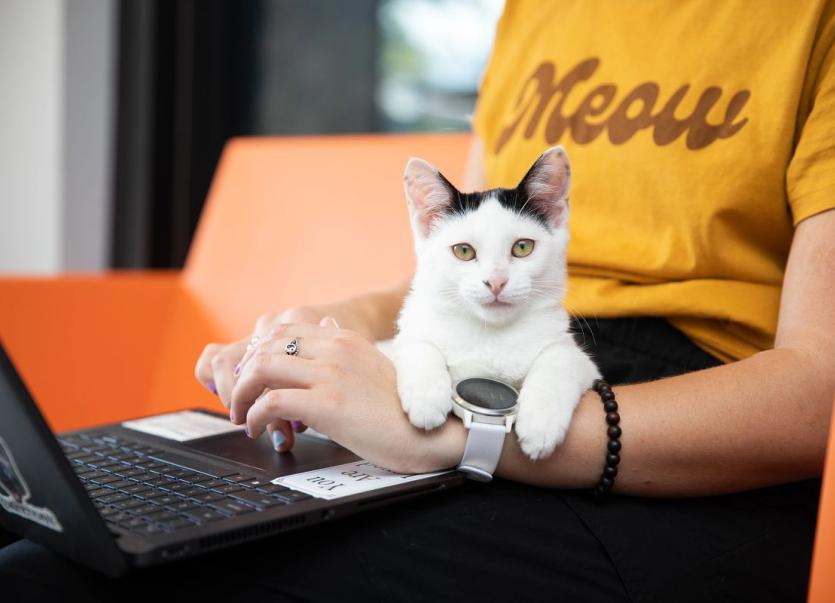 Kitten sitting in lap at a computer.