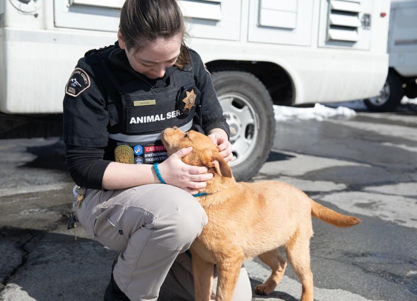 An animal services officer affectionately pets a dog