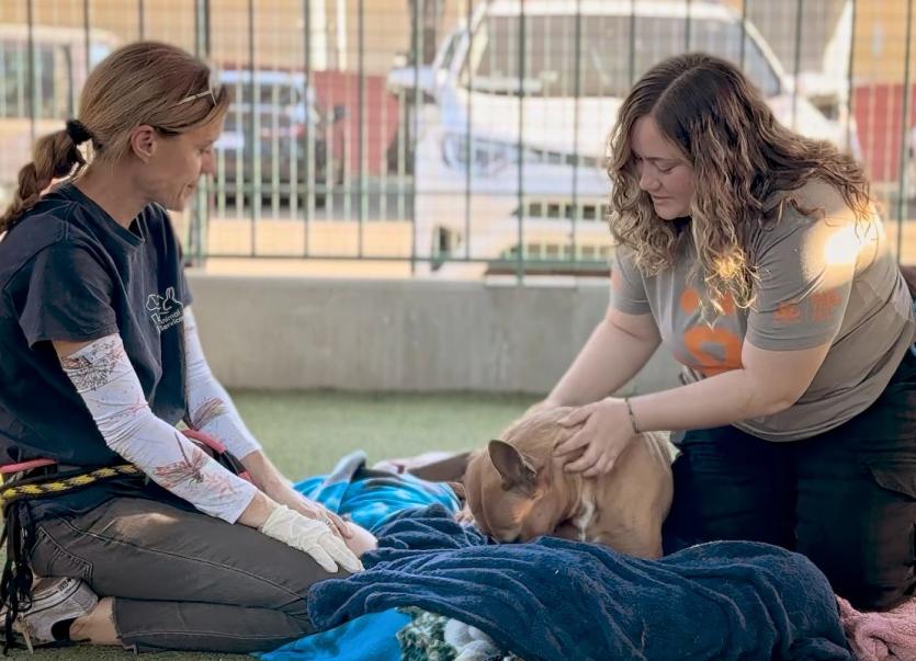 Two shelter employees in a play pen with a dog