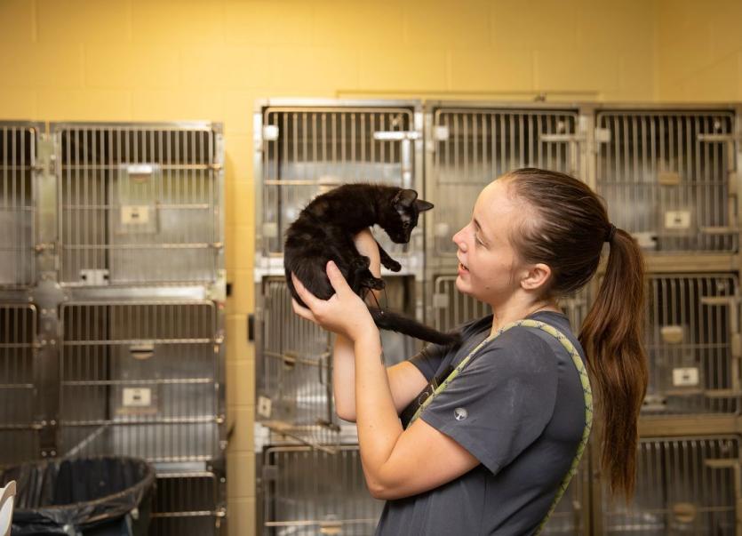 A woman gently holds a black kitten up in front of kennels.