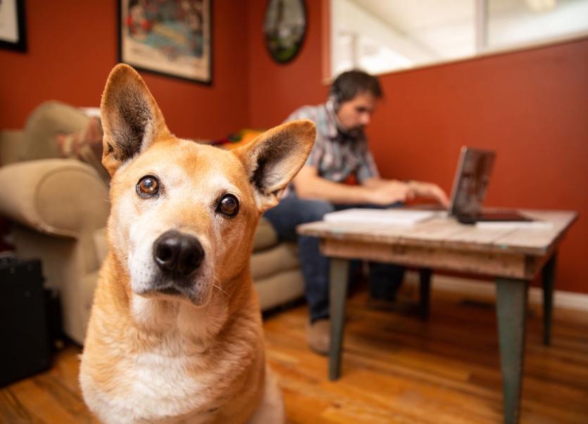 A dog sits attentively in front of a man working on a laptop.