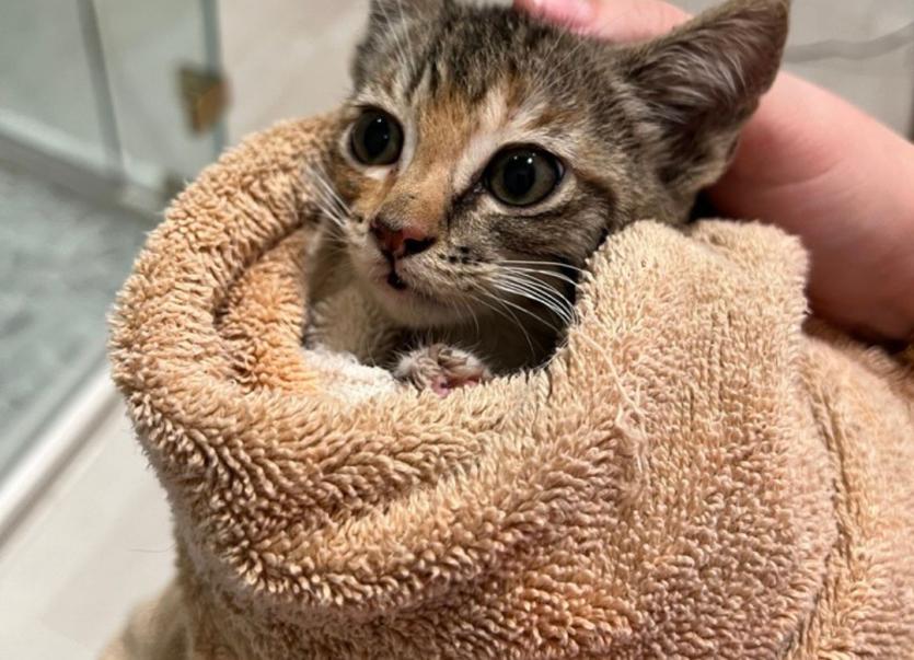 Foster kitten wrapped in a towel.