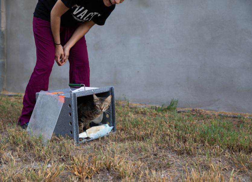 Community cat release