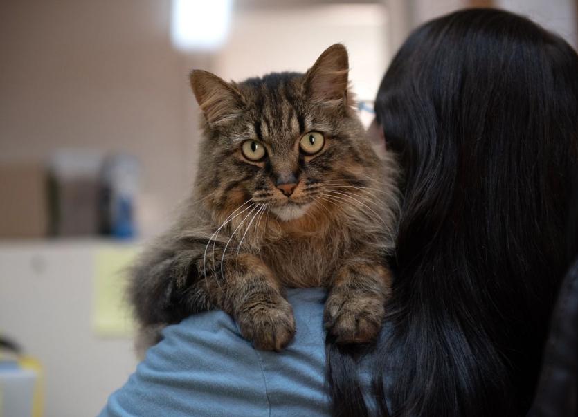 Fluffy cat resting on person's shoulder.