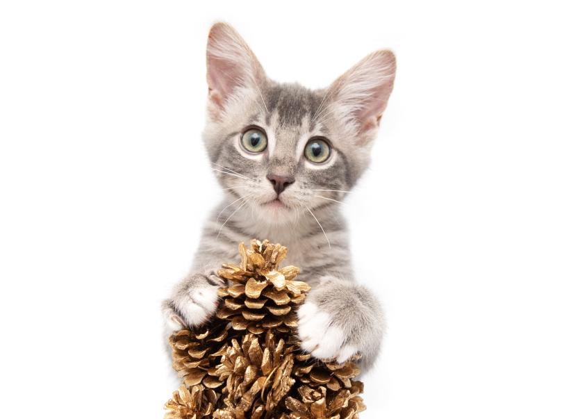 Kitten perched on a holiday decoration made from pine cones