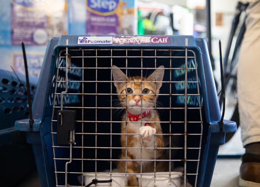 Small kitten reaching its paw out of a crate after being rescued from a flood, looking curious and hopeful.