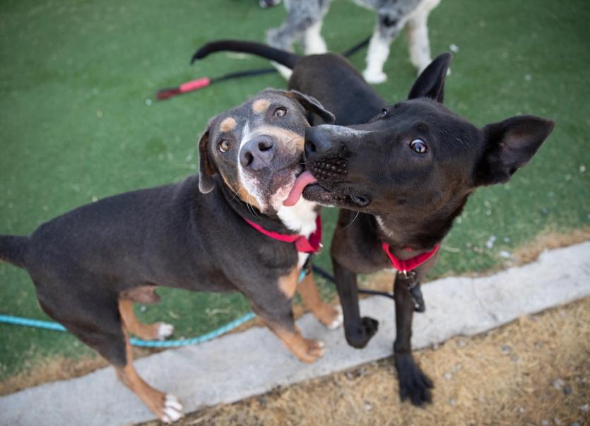 Two dogs playing, with the dog on the right licking the dog on the left's face